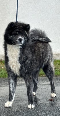 Étalon Akita - Iizumi go ken ' ichi ai