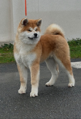 Étalon Akita - A Hiroshi - go du Clos des Chtis