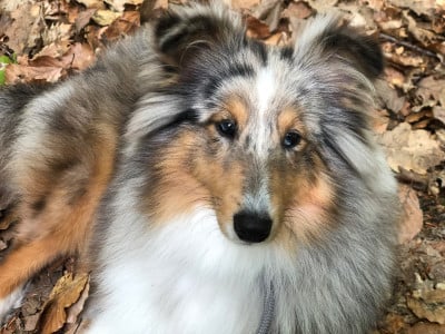 Étalon Shetland Sheepdog - Tendresse Infinie Bleue du Cèdre Enchanté