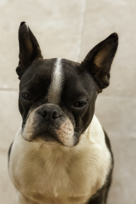 Étalon Boston Terrier - Armonie Les Gardiens Du Pitchoun