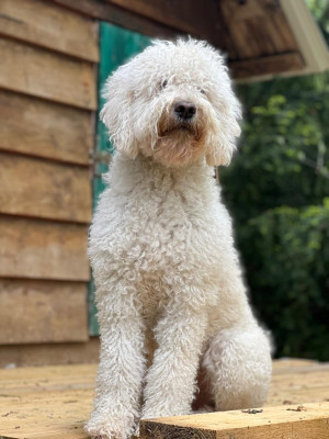 Étalon Barbet - PLEZOU VOM SEIDENBERG