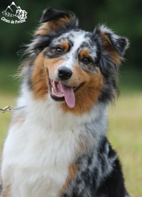 Étalon Berger Australien - Sigma des cimes de Pyrène