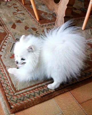 Ultime Flocon De Neige . D holtanna Peak