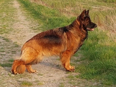 Étalon Berger Allemand - Tina des Terrils du Ch’ti