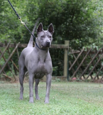 Étalon Chien thaïlandais à crête dorsale - CH. et tar menel SATI DANA MEADBH