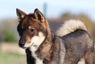 Étalon Shikoku - Gakushome Go Higashi Tachibana