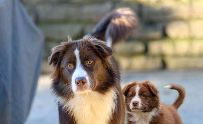 Étalon Berger Australien - Und du bist NIKI of the smiling house