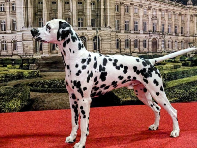 Étalon Dalmatien - United love De La Pointe Des Osismes