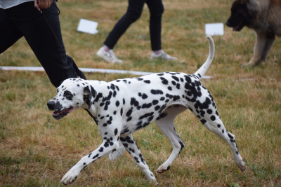 Étalon Dalmatien - Uhella De La Pointe Des Osismes