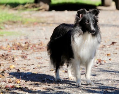 Étalon Shetland Sheepdog - VOLTIGE Of surf paradise