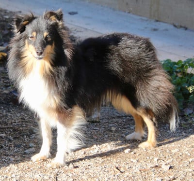 Étalon Shetland Sheepdog - UNHEARD Of surf paradise