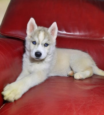Étalon Siberian Husky - Liubov's Anouchka