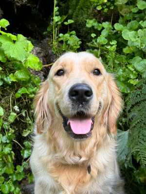 Étalon Golden Retriever - Tokyo Of Little Miss Manon