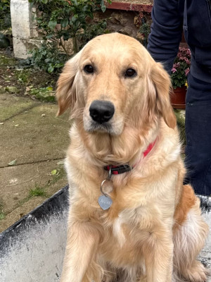 Étalon Golden Retriever - Thelma Of Little Miss Manon