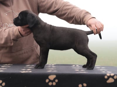 Étalon Cane Corso - VVho's that girl Du Désir Austral