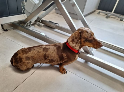 Étalon Teckel poil ras - Tootsy the crunchy rascals