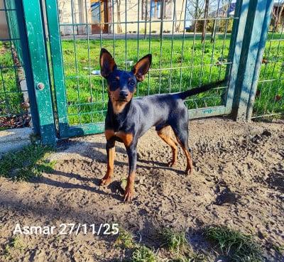 Étalon Pinscher nain - Asmar L'alliance De Mallory