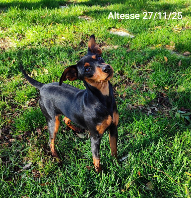 Étalon Pinscher nain - Angel Killer Altesse
