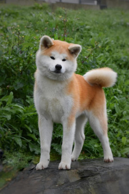 Étalon Akita - No Bushido Aïkohime