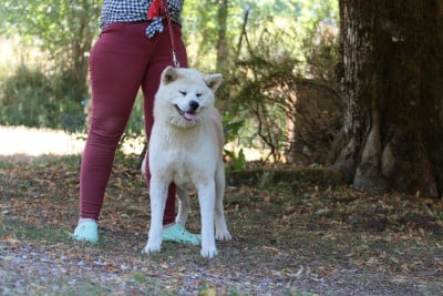Étalon Akita - Tsukino usagi de la Pluie de Loups