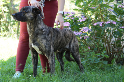 Étalon Cao Fila de São Miguel - Kick in your ass dos fluidos do vulcao