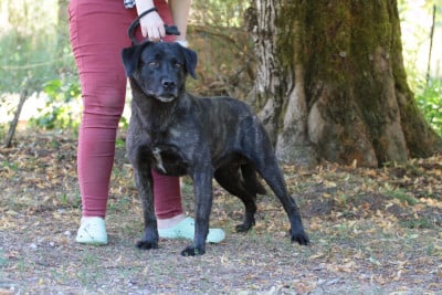 Étalon Cao Fila de São Miguel - Sonic de la Pluie de Loups