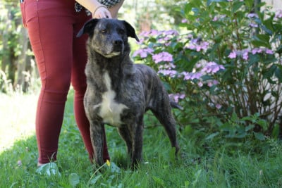 Étalon Cao Fila de São Miguel - Spike de la Pluie de Loups