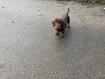 Étalon Teckel poil dur - asse des garennes de l'aprat