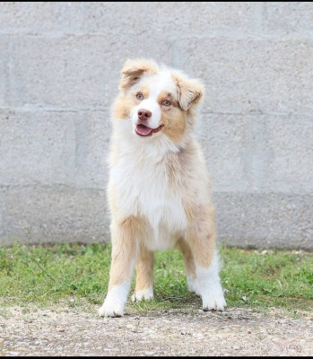 Étalon Berger Américain Miniature - Mini's Red Mountain Vasariah