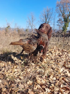 Étalon Epagneul picard - Upper Des Nobles Terres Notre Dame