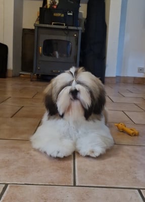Étalon Shih Tzu - Alpha Of Legendary Tibetan
