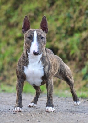 Étalon Bull Terrier Miniature - Vanda Du Domaine Des Démons Bretons