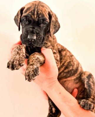 Étalon Dogue allemand - YANGRA BARAUD ALEKSY