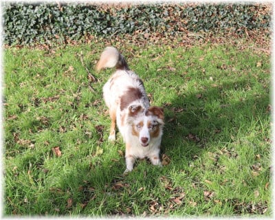 Étalon Berger Américain Miniature - VALKANE De La Petite Rosée Des Chênes