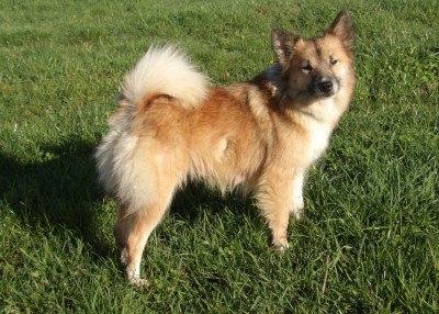 Étalon Berger islandais - roxy de la Vallee de L'Or Bleu