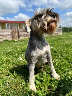 Étalon Schnauzer miniature - Vanya De la vallée sacré