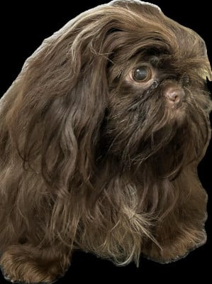 Étalon Shih Tzu - VATSUKO d'imperial Khan-Shing