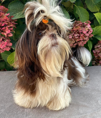 Étalon Shih Tzu - VI-TZU-KO d'imperial Khan-Shing