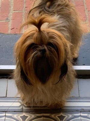 Étalon Shih Tzu - VA-LINE-HA d'imperial Khan-Shing