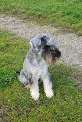 Étalon Schnauzer miniature - Hildebert's Elisabeth Royal