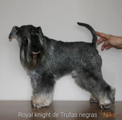Étalon Schnauzer miniature - Royal knight de trufas negras Titre Initial