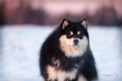 Étalon Chien finnois de Laponie - CH. Aegirsson VALHALLA AEGIR