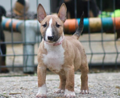 Étalon Bull Terrier Miniature - Atomic Du Domaine Des Démons Bretons