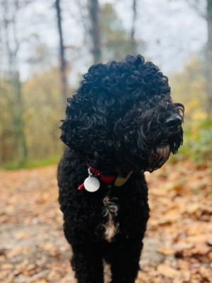 Étalon Barbet - Uguette du sentier de la graviêre
