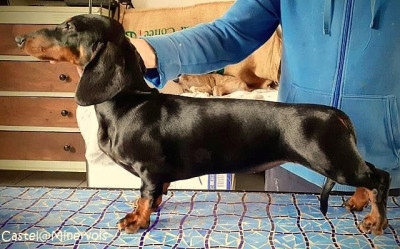 Étalon Teckel poil ras - Arthemis Gabéric's