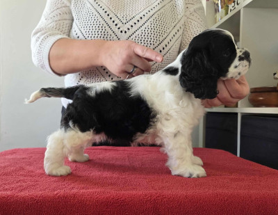 Étalon American Cocker Spaniel - Meggie's All I Dream Is You