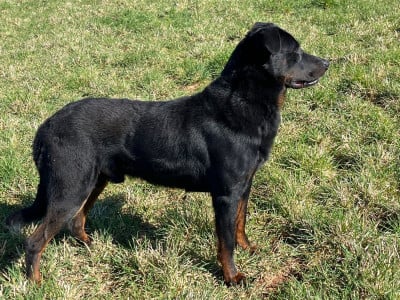 Étalon Berger de Beauce - Top gun De la Bergerie d'Elan