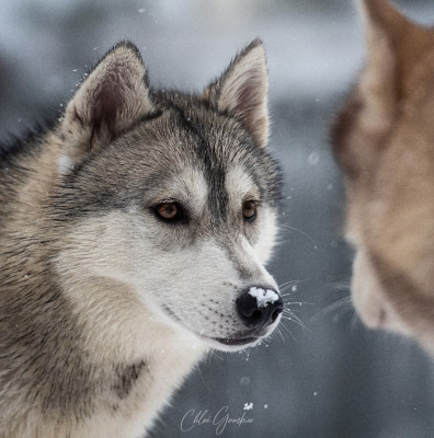 Étalon Siberian Husky - Absolute cheeky princess of Nordic Forest