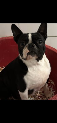 Étalon Boston Terrier - Urban legend vom norden haus