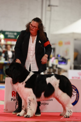 Étalon Terre-neuve - CH. Uby Forty I Got You Babe de la baie blanche